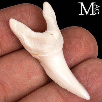 Dent de requin mako Isurus oxyrinchus authentique - Dent