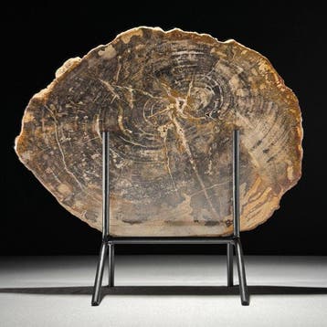 Magnifique tranche de bois pétrifié sur un socle