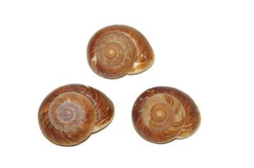 Landslak Insomada schelpen 10 stuks