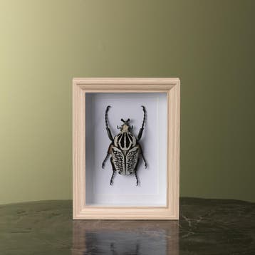 Goliathkever in Lijst Taxidermie Opgezette Dieren By Max, Verzamelen, Ophalen of Verzenden, Nieuw, Insect, Opgezet dier