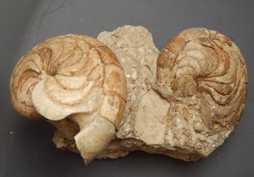 Nautilus - Gefossiliseerd dier - Aturia - 8 cm - 6 cm