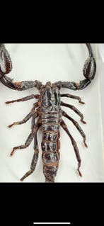 Opgezette Schorpioen in lijst Taxidermie volledige montage -, Verzamelen, Dierenverzamelingen, Nieuw