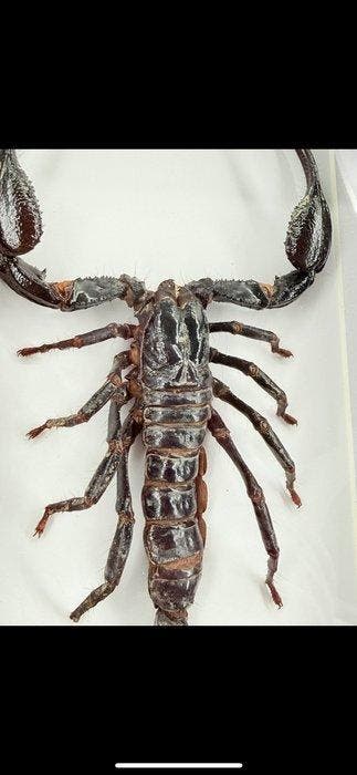 Opgezette Schorpioen in lijst Taxidermie volledige montage -, Verzamelen, Dierenverzamelingen