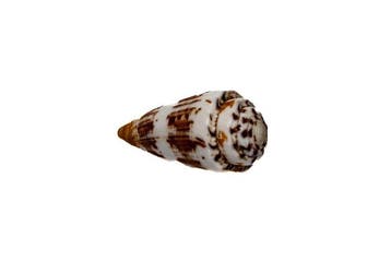 Conus gubernator 57 mm | kegelslak in topkleur - perfecte