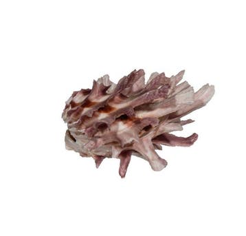 Zeldzame paarse stekelachtige oester – Spondylus variegatus, Verzamelen, Nieuw