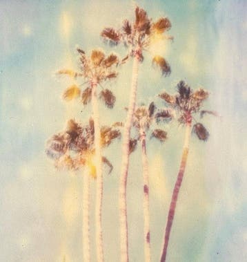 Stefanie Schneider - Stefanie Schneiders Minis Palm