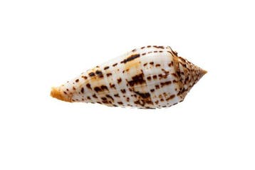 Conus (Asprella) phuketensis - Zeldzaam GROTE MAAT -, Nieuw