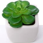 Succulent Groen in Wit Potje 7 cm per stuk, Nieuw