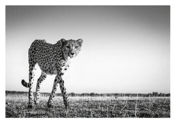 Jeffrey Van Daele - Stalking Cheetah
