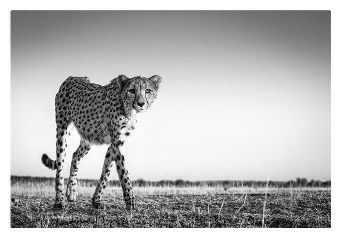 Jeffrey Van Daele - Stalking Cheetah, Antiquités & Art, Art | Objets design