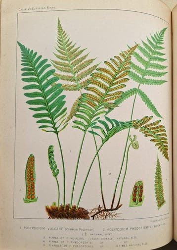 James Britten - European Ferns (with 30 colour plates) -