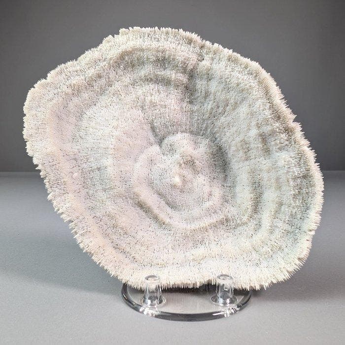 Splendid Bowl Coral (Soumissionnaires de lUE uniquement), Collections, Collections Animaux