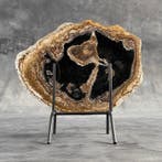 Magnifique tranche de racine de palmier pétrifiée sur un