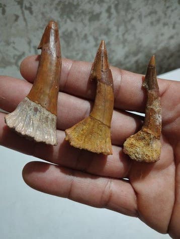 Vis - Gefossiliseerd dier - 7 cm - 1.5 cm (Zonder