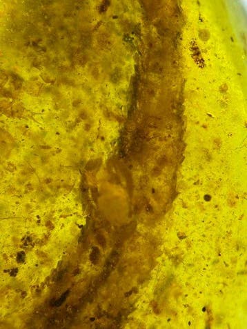 Ambre - Matrice fossile - Lizard tail in amber - 22.4 mm -