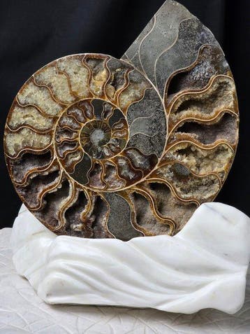 Ammoniet - Gefossiliseerd dier - Aioloceras (Cleoniceras)