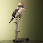 Kookaburra Taxidermie Opgezette Dieren By Max, Ophalen of Verzenden, Opgezet dier