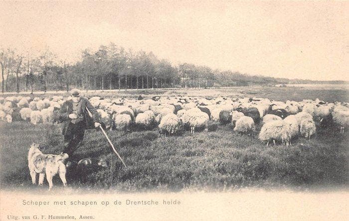 Nederland - Boerenleven - schapen, schaapskuddes + herders -, Verzamelen, Postkaarten | Buitenland