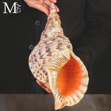 The Giant Triton – Iconische Zeeschelpen Charonia Tritonis