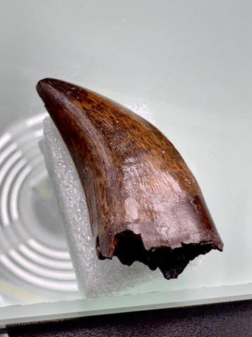 Tyrannosaurus fossil tooth (Nanotyrannus lancensis). - Dent