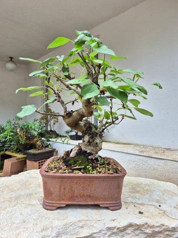 Bonsai Appel (Malus) - Hoogte (boom): 37 cm - Diepte (boom):