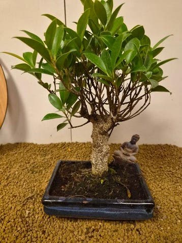 Vijgenboom bonsai (Ficus) - Hoogte (boom): 32 cm - Diepte