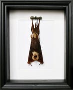 Vleermuis Taxidermie volledige montage - Hipposiderus