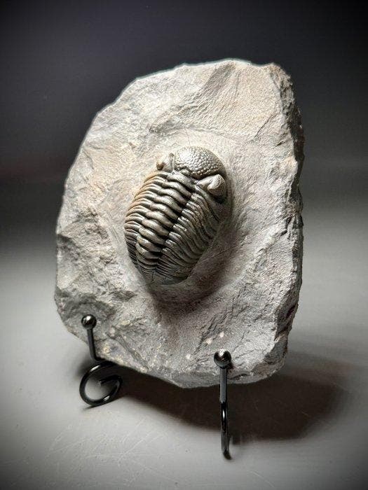 Museumkwaliteit Reedops maurulus – Schitterend behoud van, Collections, Minéraux & Fossiles
