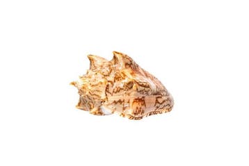 Escargot-volute chauve-souris (Cymbiola vespertilio) –, Nieuw