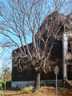 Joel Meyerowitz - St. Louis Missouri 1977