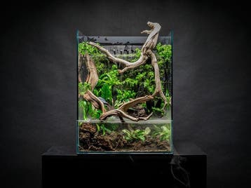 UNS Foresta Paludarium, Animaux & Accessoires, Verzenden