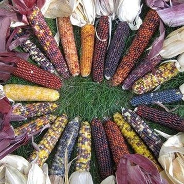 Zea Rood Husk siermaiszaden 250 zaden, Nieuw