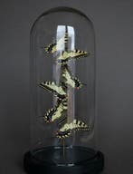 Vlinder Taxidermie volledige montage - Papilio machaon - 26, Verzamelen, Dierenverzamelingen, Nieuw