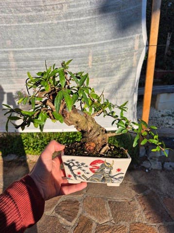 Dwerg granaatappel bonsai (Punica granatum) - Hoogte (boom):