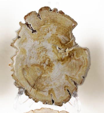 Tranches de bois pétrifié - Bois fossilisé - Dipterocarpus, Collections