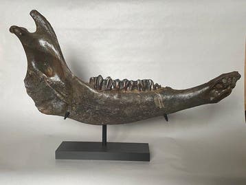 Steppewisent - Fossiel onderkaakbot - Bison priscus - 45 cm, Verzamelen
