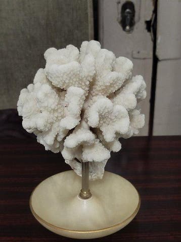 koraalbloemkool Koraal - Pocillopora meandrina