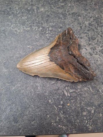 Megalodon - Fossiele tand - 13 cm - 10.2 cm