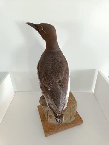 Gewone alk Taxidermie volledige montage - Uria aalge - 36 cm, Verzamelen, Dierenverzamelingen, Nieuw