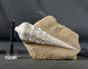 Decoratieve gigantische fossiele schelp - Gefossiliseerd, Collections, Minéraux & Fossiles