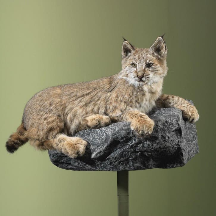 Bobcat Rode Lynx Taxidermie Opgezette Dieren By Max, Collections, Collections Animaux, Enlèvement ou Envoi