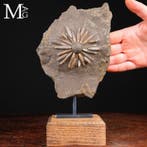 Echinoide fossiel op matrix - Fossiele sterfteplaat -, Verzamelen, Mineralen en Fossielen