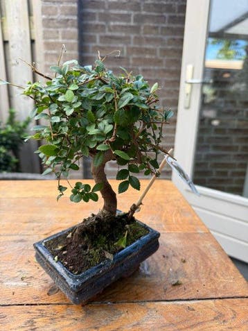 Japanese iep bonsai (Zelkova) - Hoogte (boom): 22 cm -
