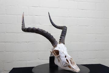 Impala d’Afrique de grande taille Crâne - Aepyceros melampus