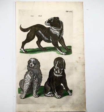Matthäus Merian (b1593) - hand col. folio: Breeds of, Antiek en Kunst