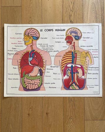 Anonymous - Imprimerie Georges Lang - Nos Muscles / Le Corps