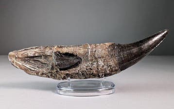 Réplique T-Rex - Dent fossile - 25 cm - 5.3 cm (Sans prix de