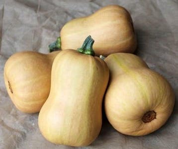 Butternut butterbaby f1 pmt aanrader eenpersoonsflespompoen, Nieuw