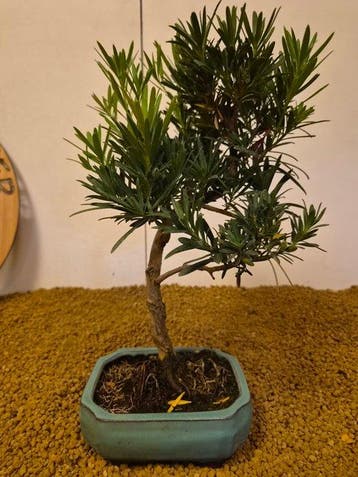 Bonsaï Pin des Bouddhistes (Podocarpus macrophyllus) -