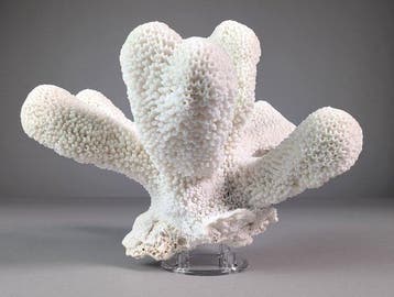 Catspaw Coral Skeleton (réservé aux soumissionnaires de